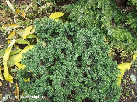 Abies balsamea 'Nana'